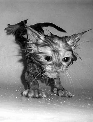 islak kedi10 zpsx80kxghn - Kedi ve Banyo Aşkı (Islak Kediler)