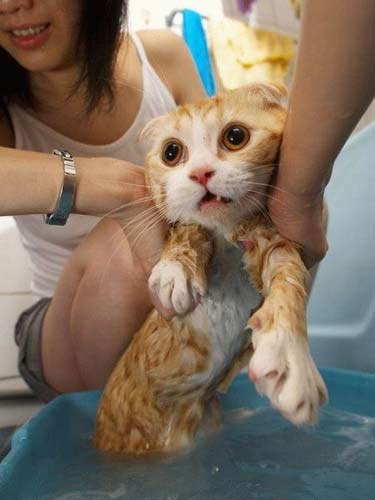 islak kedi11 zpscmnlit5p - Kedi ve Banyo Aşkı (Islak Kediler)