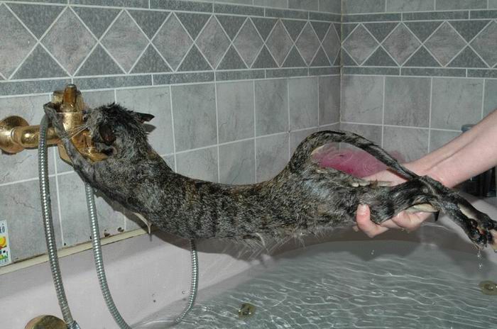 Kedi ve Banyo Aşkı (Islak Kediler)