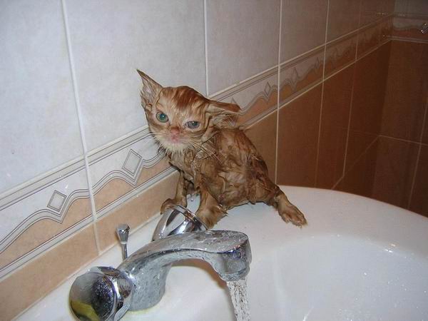 islak kedi13 zpssroa1ldc - Kedi ve Banyo Aşkı (Islak Kediler)
