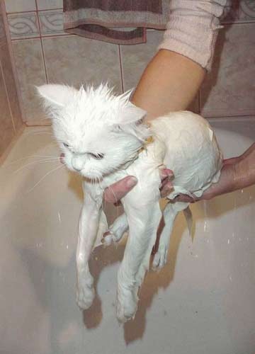 islak kedi14 zpsq38w24gb - Kedi ve Banyo Aşkı (Islak Kediler)