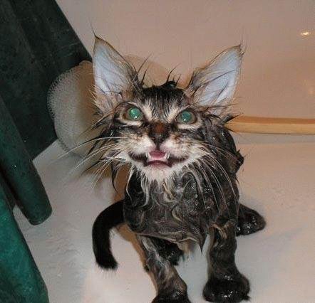 islak kedi4 zps1uzut2bd - Kedi ve Banyo Aşkı (Islak Kediler)