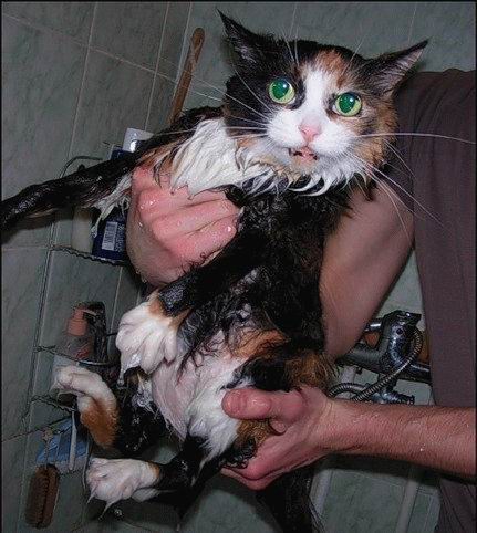 islak kedi5 zps1zd7qed0 - Kedi ve Banyo Aşkı (Islak Kediler)