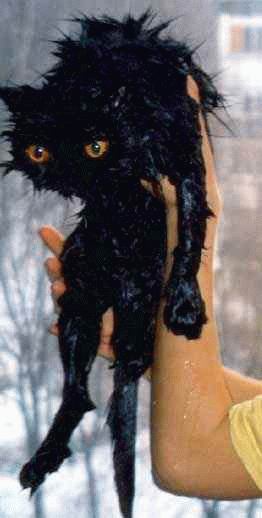 islak kedi7 zpsbh1pp9w7 - Kedi ve Banyo Aşkı (Islak Kediler)