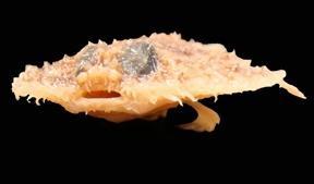 krep baligi zpszyigm2jc - Louisiana Krep Yarasa Balığı